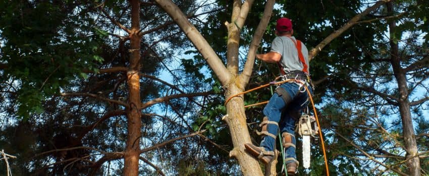 Tree service climber preparing to cut limbs for a complete tree removal job.